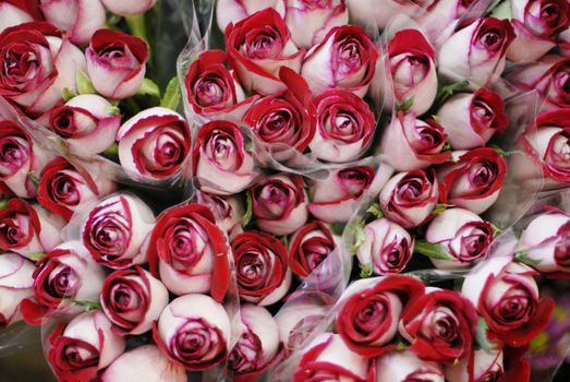 Bunch of pink and red roses. Gift wrap