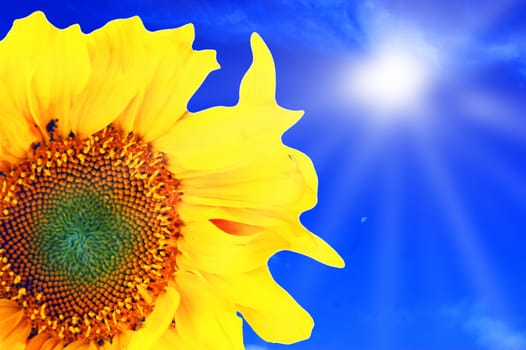 Sunflower on background blue sky and sun