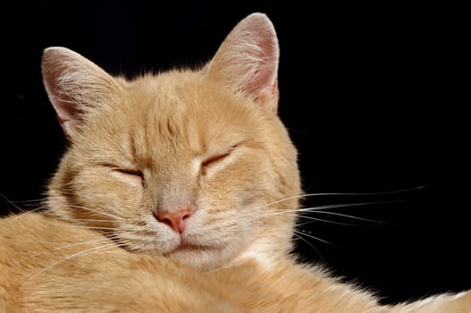 Sleepy ginger cat