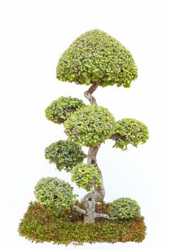 A bonsai tree in isolated on a white background.