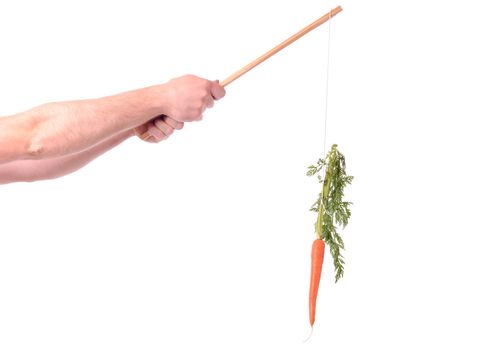 motivation of dangling a carrot on a stick isolated on white