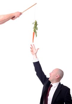 motivation of dangling a carrot on a stick isolated on white