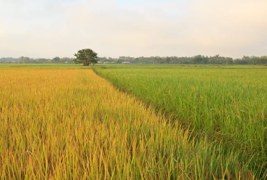 The beautiful landscape of rice fields in Thailand.