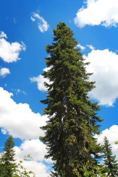 Green pine tree on blue cloudy sky background