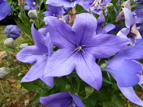 Beautiful purple star shaped flower