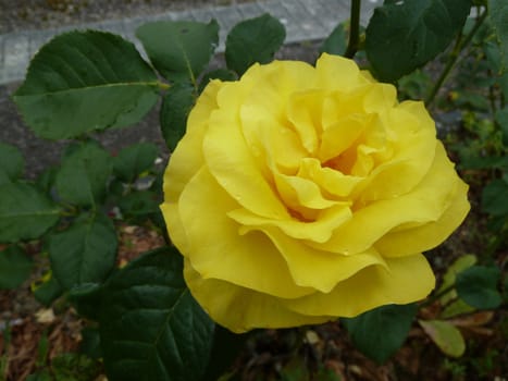 Bright yellow rose after a rain storm