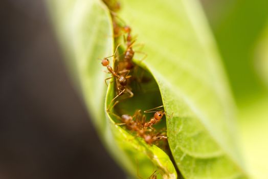 Weaver ants (Oecophylla smaragdina) are working together to build a nest in green leaves