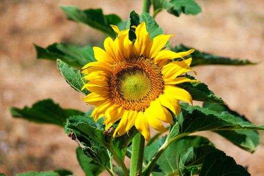 Beautiful yellow sunflower in the field, closeup