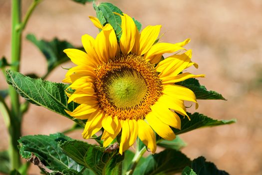 Beautiful yellow sunflower in the field, closeup