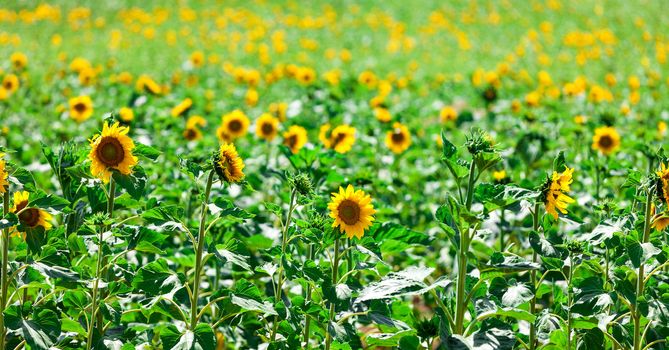 Beautiful yellow sunflowers in the field, sunny day