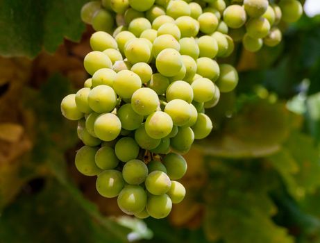 Bunch of green grapes on grapevine in vineyard, sunny day