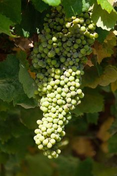 Bunch of green grapes on grapevine in vineyard, sunny day