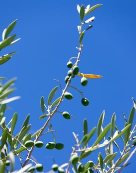 Olive branch with olives on blue sky background