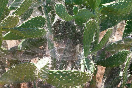 Bush green prickly cactus with spider web, closeup