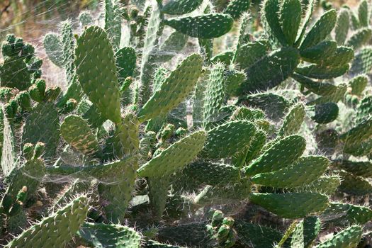 Bush green prickly cactus with spider web, closeup