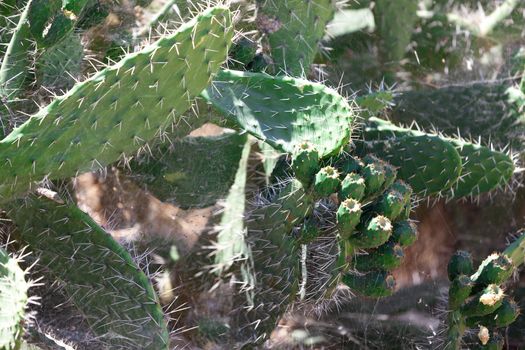 Bush green prickly cactus with spider web, closeup