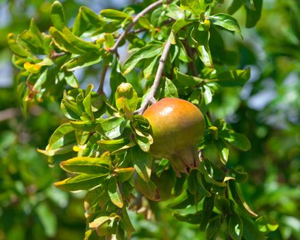 Pomegranate fruit on the green tree, closeup