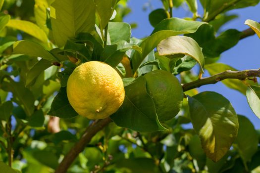 Yellow and green lemons hanging on tree, closeup