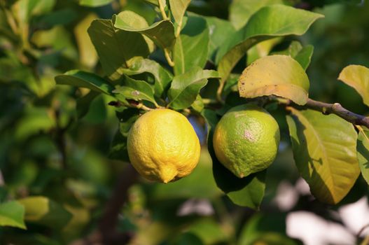 Yellow and green lemons hanging on tree, closeup