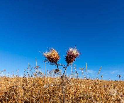 Vibrant milk thistle flowers, closeup on blue sky background