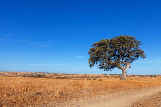 Single tree in a wheat field on a background of blue sky, beautiful scenery 