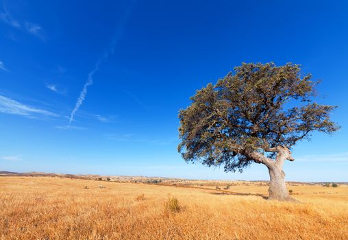 Single tree in a wheat field on a background of blue sky, beautiful scenery 