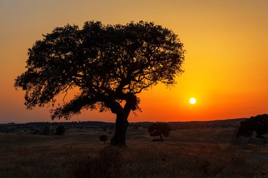 Single tree in a wheat field on a background of sunset, beautiful scenery 