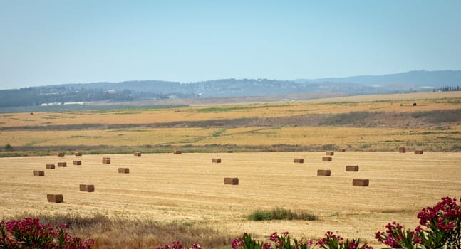 Summer field farm in the countryside filled with straw bales.  Israel .