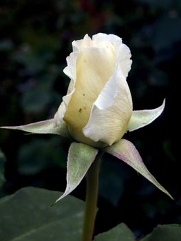 White rosebud. flower, rose, valentine, beauty,