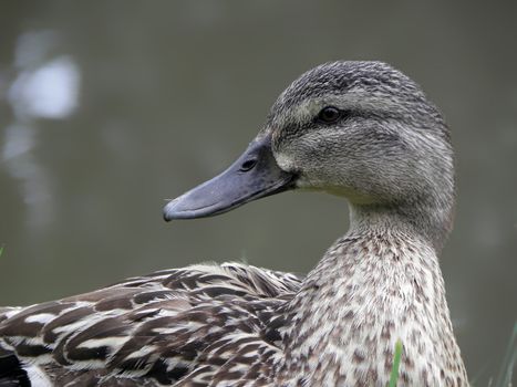 Mallard drake, duck