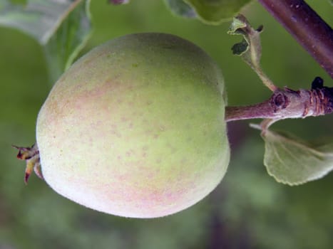 Green apple. fruit, food, healthy, white, fresh,
