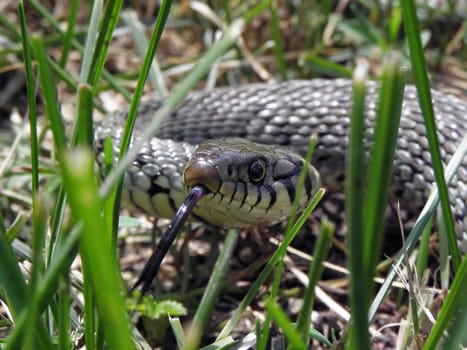 Grass snake.  reptile, nature, animal, wildlife, wild,