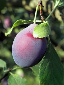 Blue plums. fruit, greengage, fresh, plum, food, healthy,