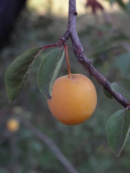 Greengage plums. fruit, greengage, fresh,