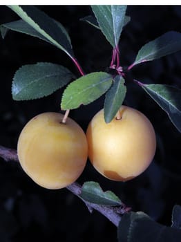 Greengage plums. fruit, greengage, fresh,