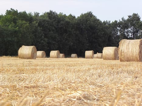 Straw bales of stubble.  summer, harvest, field