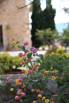 Pretty flowering shrub in a garden with yellow and purple flowers with an old stone visible in the distance, selective focus