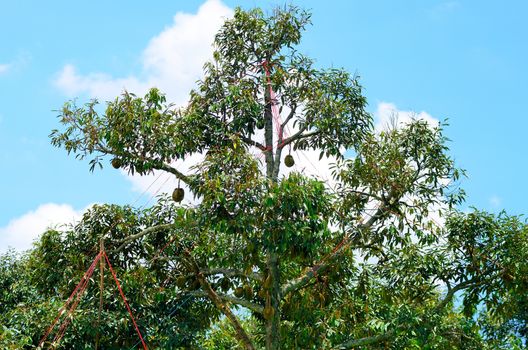 Durian tree, Agriculture in Thailand