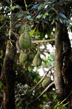 Durian on tree,  Agriculture in Thailand