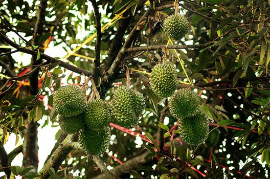 Durian tree,  Agriculture in Thailand