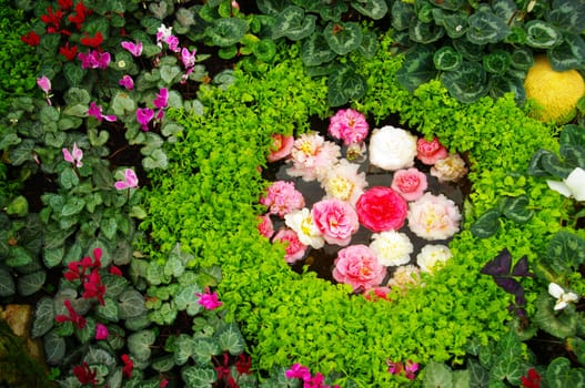 Flower decoration in garden, Thailand