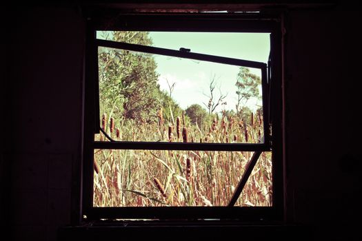 View through a broken down window of bullrushes outside a dilapidated building