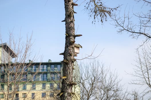 loppings old pine tree trunk and the trunk hangs a small box nesting in first spring day