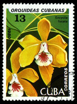 CUBA - CIRCA 1980: a stamp printed in the Cuba shows Brown Veined Encyclia, Encyclia Fucata, Orchid, circa 1980