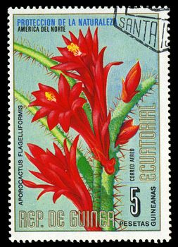 EQUATORIAL GUINEA - CIRCA 1974: A stamp printed in Equatorial Guinea shows Aporocactus Flagelliformis, series is devoted to flowers, circa 1974