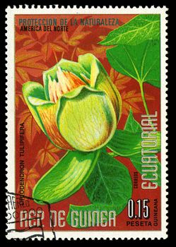 EQUATORIAL GUINEA - CIRCA 1974: A stamp printed in Equatorial Guinea shows Liriodendron Tulipifera, series is devoted to flowers, circa 1974