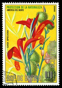 EQUATORIAL GUINEA - CIRCA 1974: A stamp printed in Equatorial Guinea shows Cana Speciosa, series is devoted to flowers, circa 1974