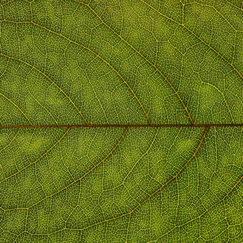 Abstract green leaf texture for background 