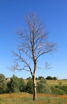 dead lonely tree growing in a field