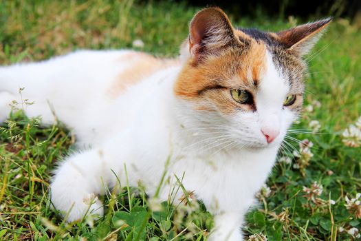 Cute little cat in laying in the grass 